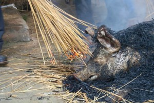 matanza del cerdo